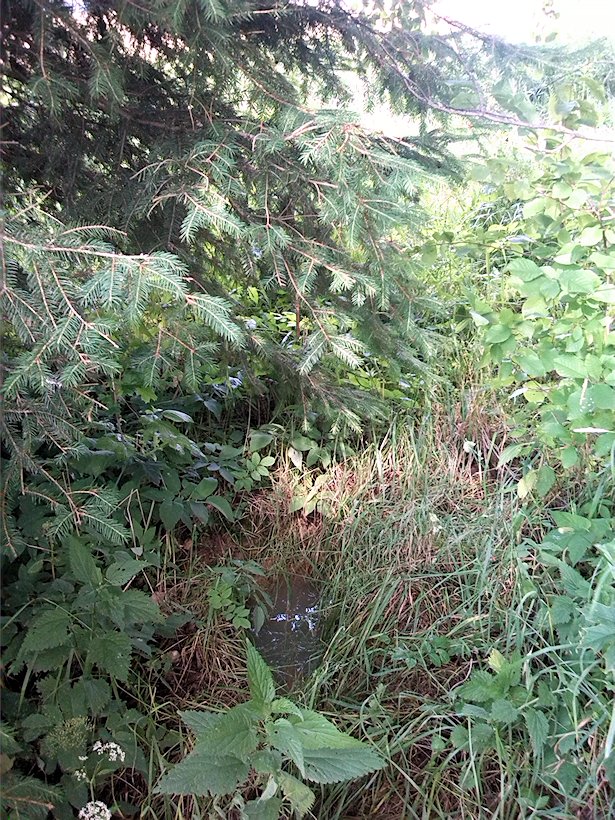 studánka U hangáru (7051) - červenec 2013