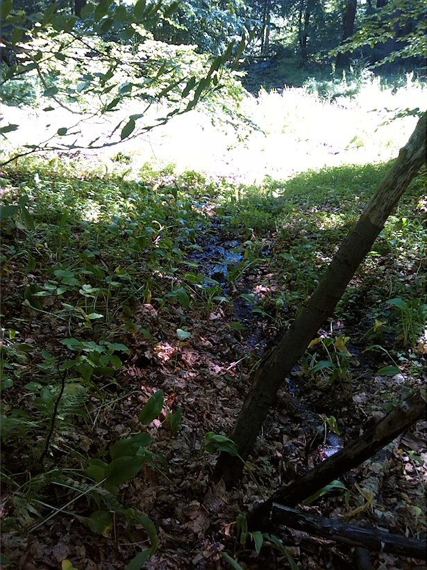 pramen V Dlouhé dolině (7222) - červenec 2013