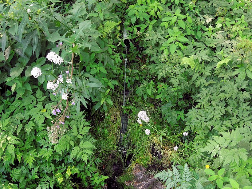 studánka bez jména (7252) - srpen 2013