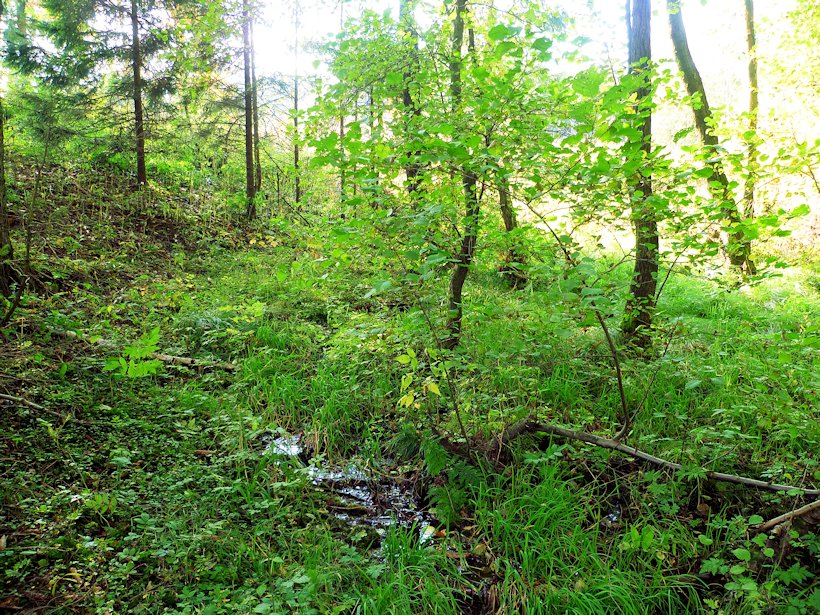 prameniště Zlatý potok (7628) - říjen 2013