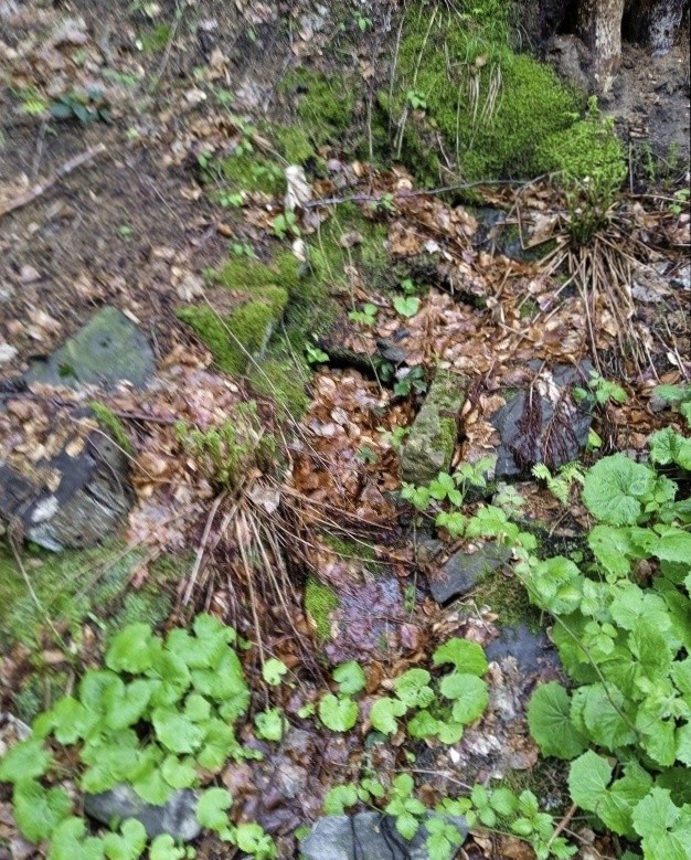 studánka Na Švagrově (7785) - duben 2024