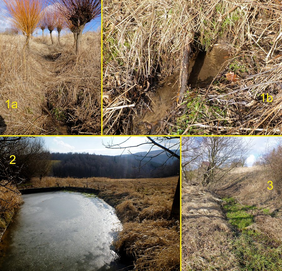 prameniště Ve vrbičkách (8033) - únor 2014