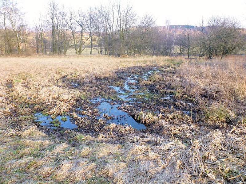 prameniště V mokřinách (8035) - únor 2014