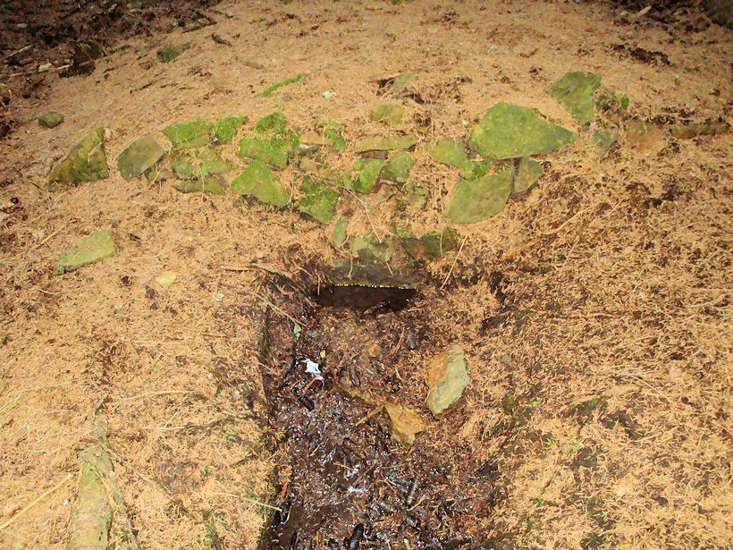 studánka U Pstruhovce (8098) - březen 2014