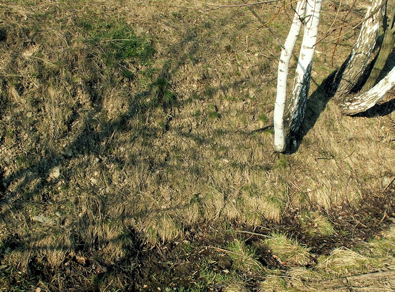 pramen Mezinského potoka (8119) - březen 2014