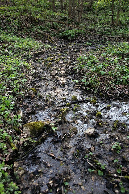 prameniště V Opizle (8343) - duben 2014