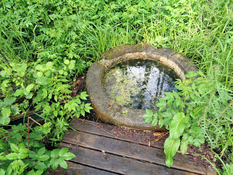 studánka Devátá kyselka II (8471) - květen 2022