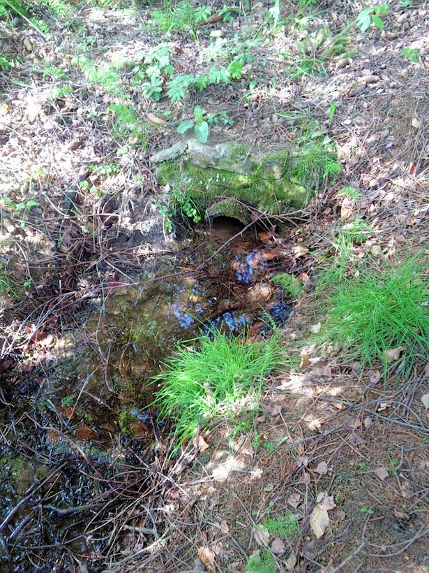studánka U Žebrácké boudy (8479) - květen 2014