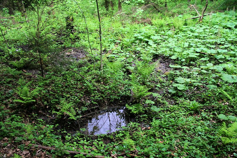 prameniště Humenčiska (8496) - květen 2014