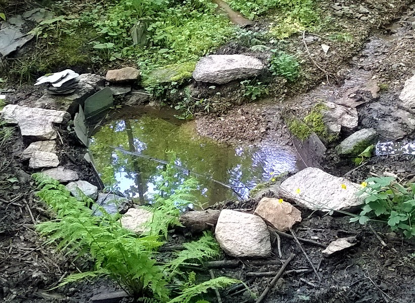studánka bez jména (8555) - květen 2014