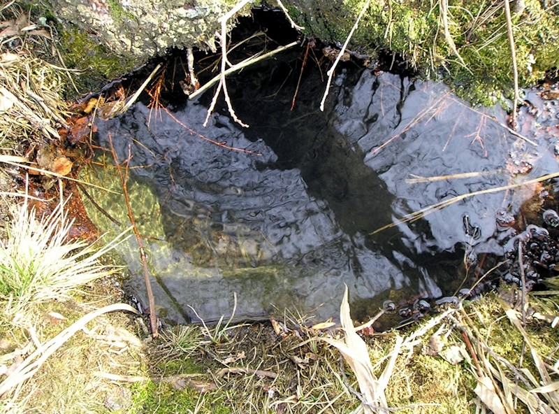 studánka Volevčická (8571) - květen 2014