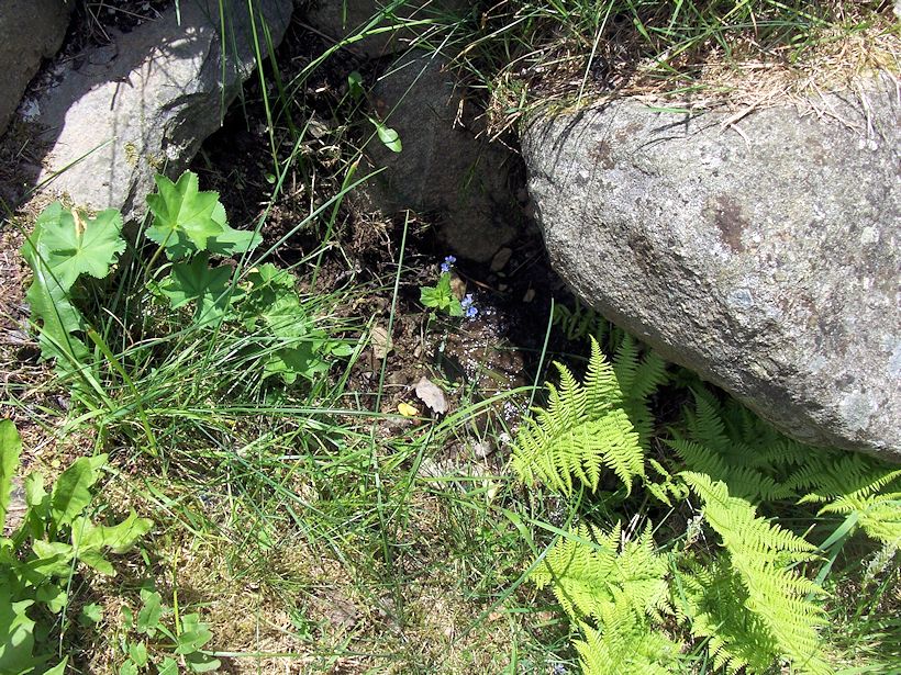 studánka Na vršku (8723) - červen 2014