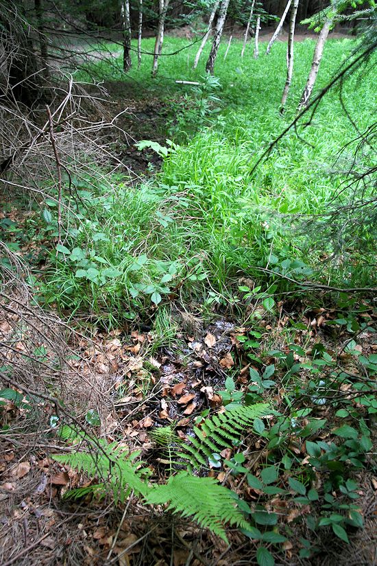 studánka Pod Vršky (8751) - červen 2014