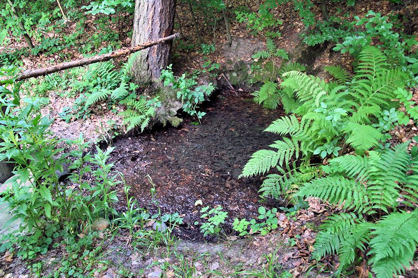 studánka Za Gabrielkou (8794) - červenec 2014