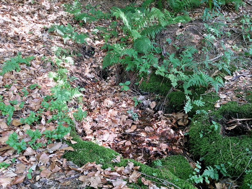 studánka bez jména (8797) - červenec 2014