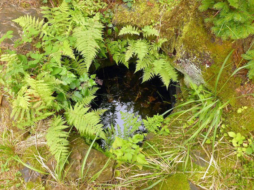 studánka Hamličky (8809) - červenec 2014