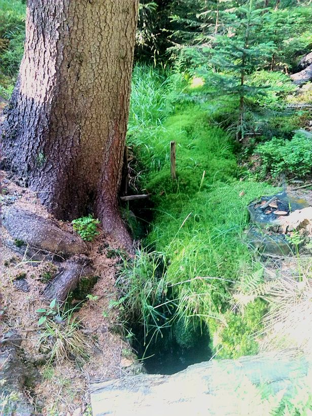 studánka U Františkovy chaty I (8847) - červenec 2014