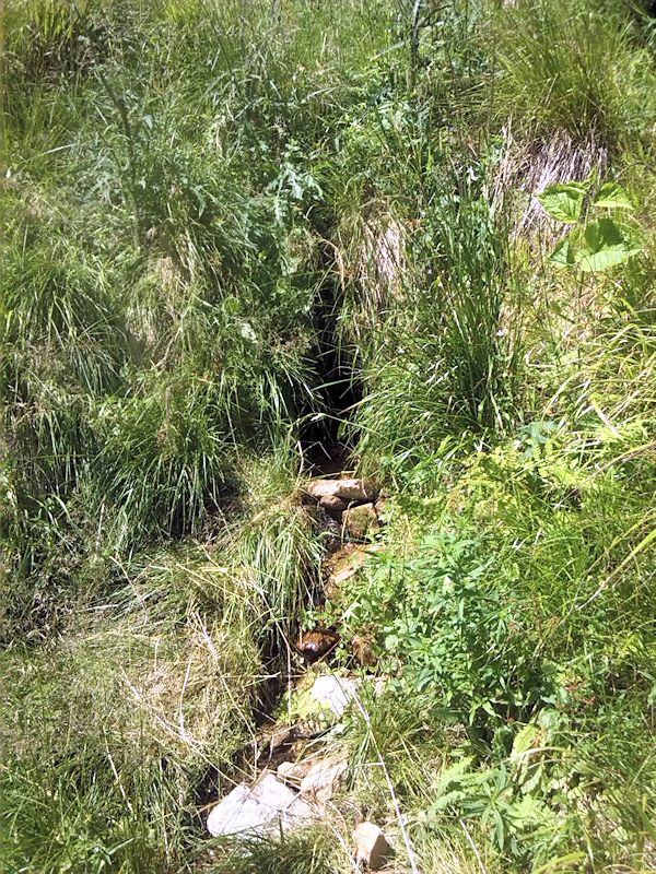 studánka Pod Malým Sněžníkem (8901) - červenec 2014
