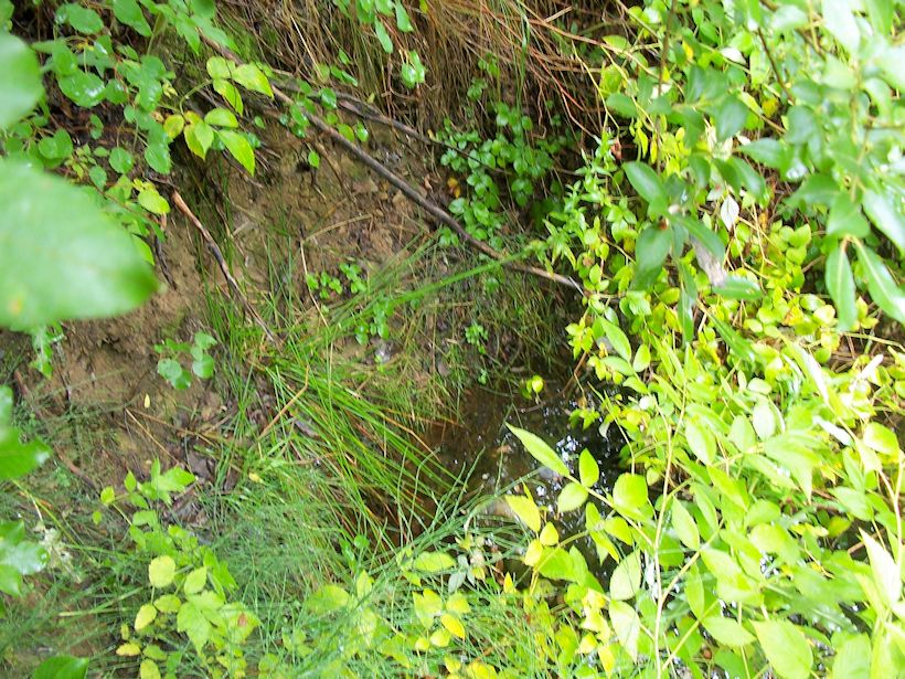 studánka U vodopádu (8930) - srpen 2014