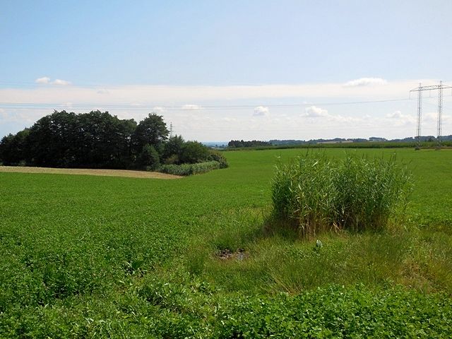 pramen Licibořický potok (8954) - srpen 2014