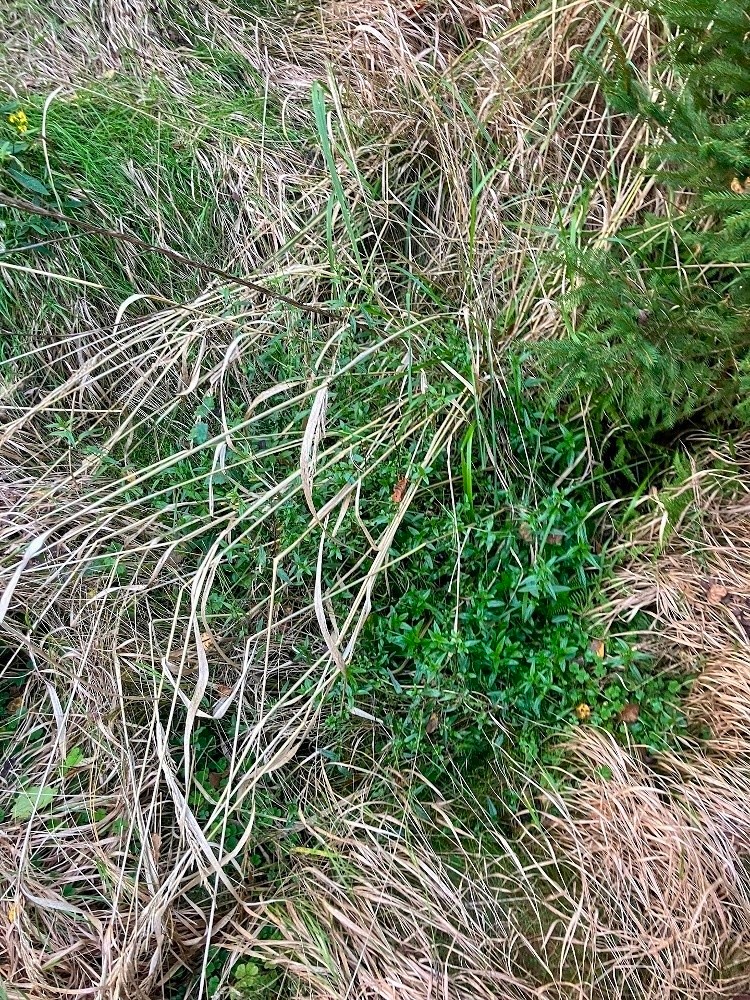 studánka Cihelna (8959) - září 2025
