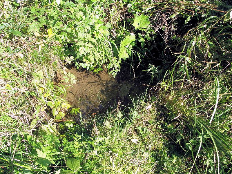 studánka Pod smutnou jedlí (10333) - leden 2016