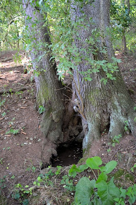 studánka Pod smrky (10358) - únor 2016