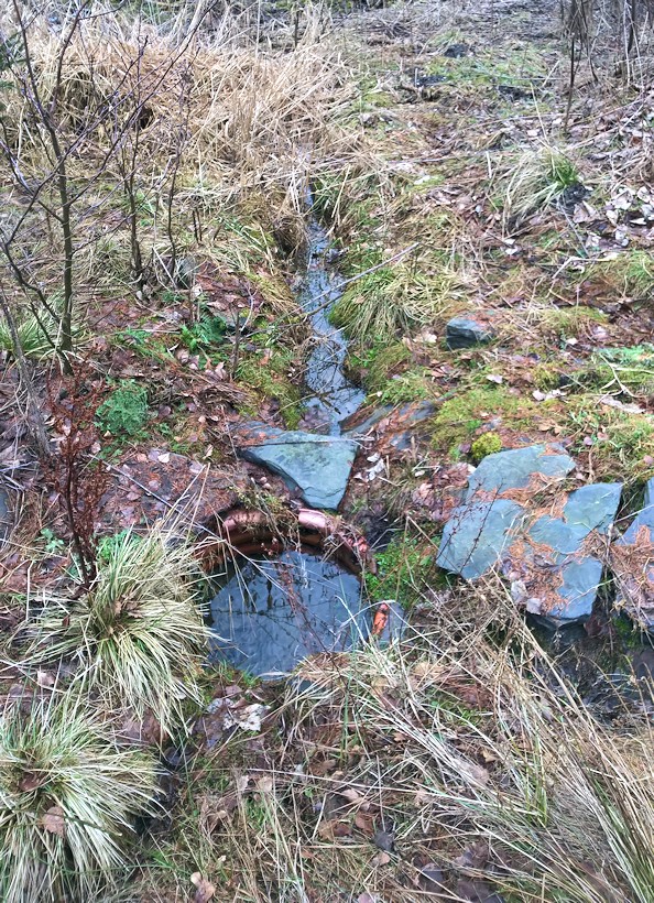 studánka Kání (10438) - březen 2016