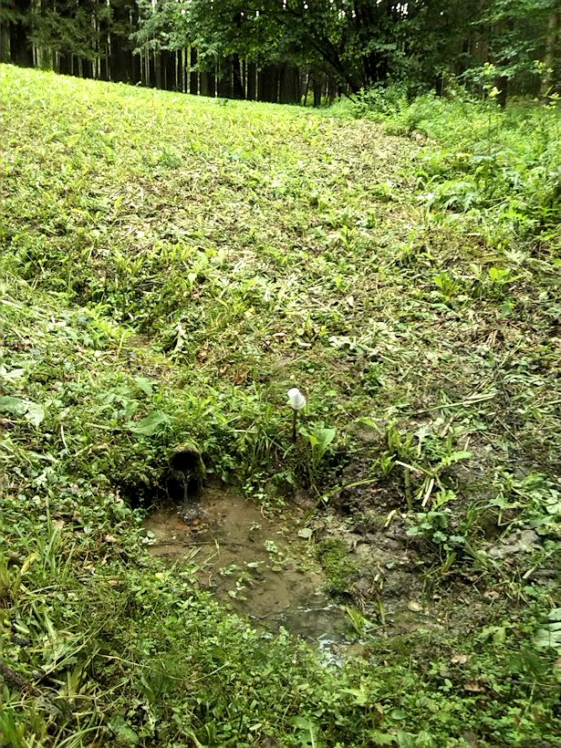 studánka U jedle (9008) - srpen 2014