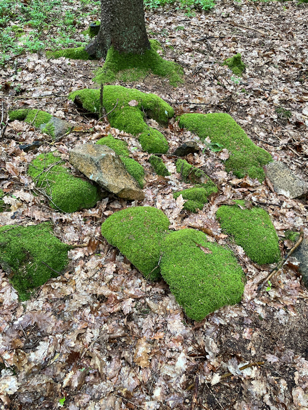 studánka Myštice (9099) - datum neznámé