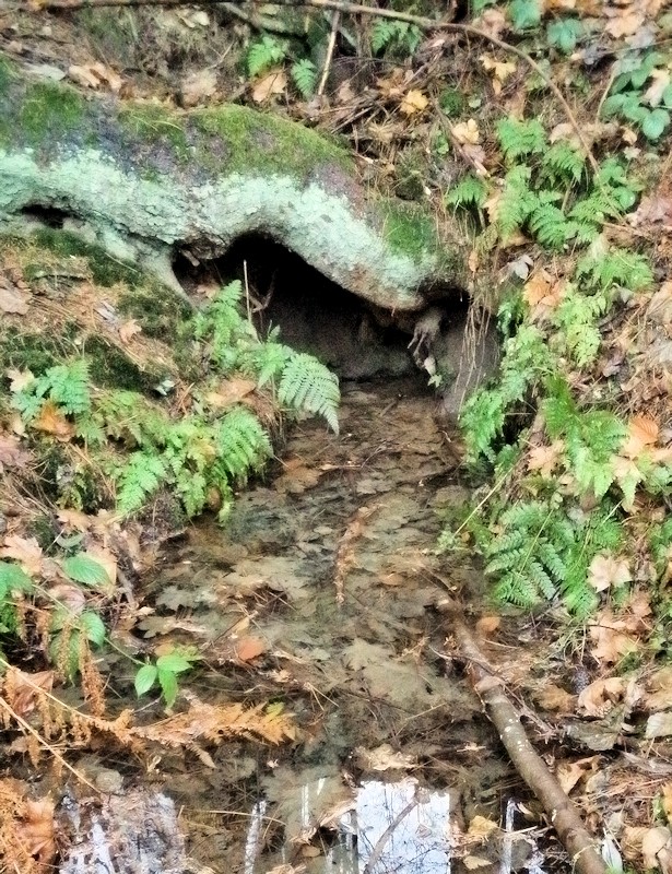 studánka Pod smrkem (9347) - prosinec 2014