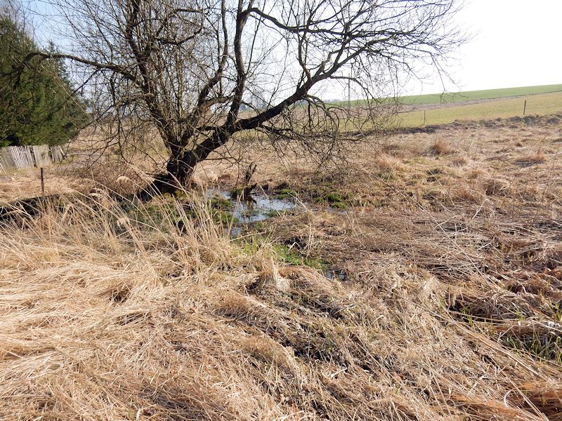 prameniště Pod Hvězdou (9587) - březen 2015