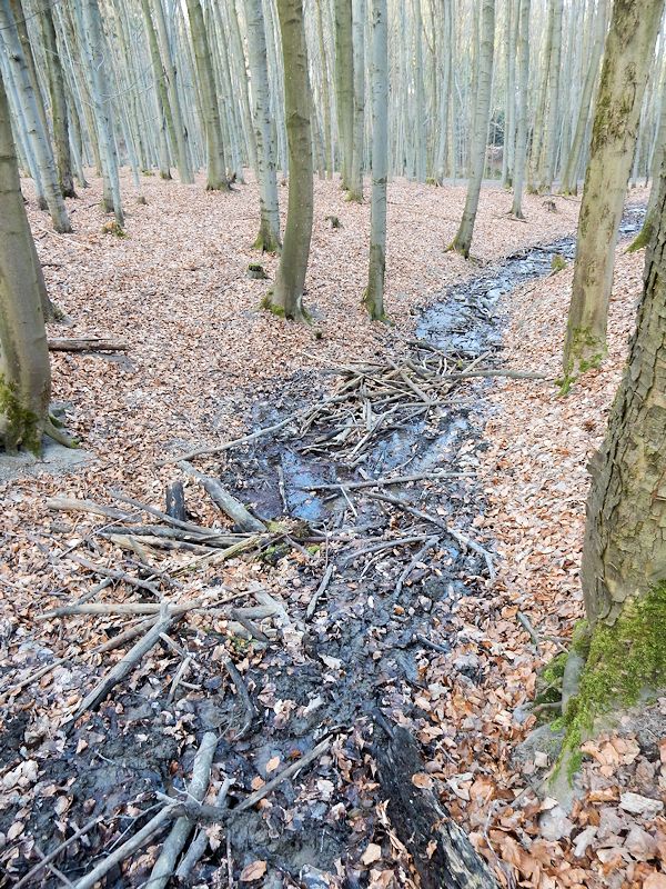 pramen Ve Vrchnostenských lesích 2 (9600) - březen 2015