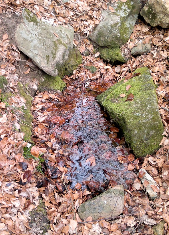 studánka V Kameníčku (9634) - duben 2015