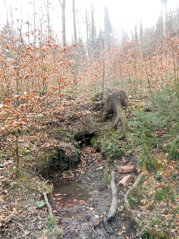 studánka V Loučském lese (9723) - duben 2015