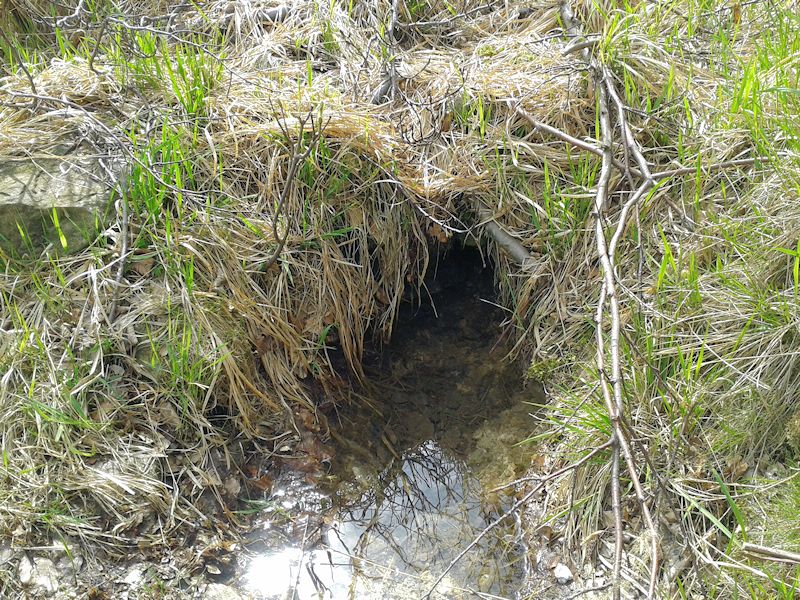 studánka bez jména (9745) - květen 2015