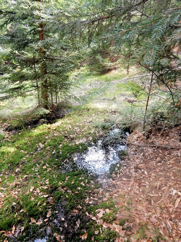 prameniště U milířů 2 (9792) - květen 2015