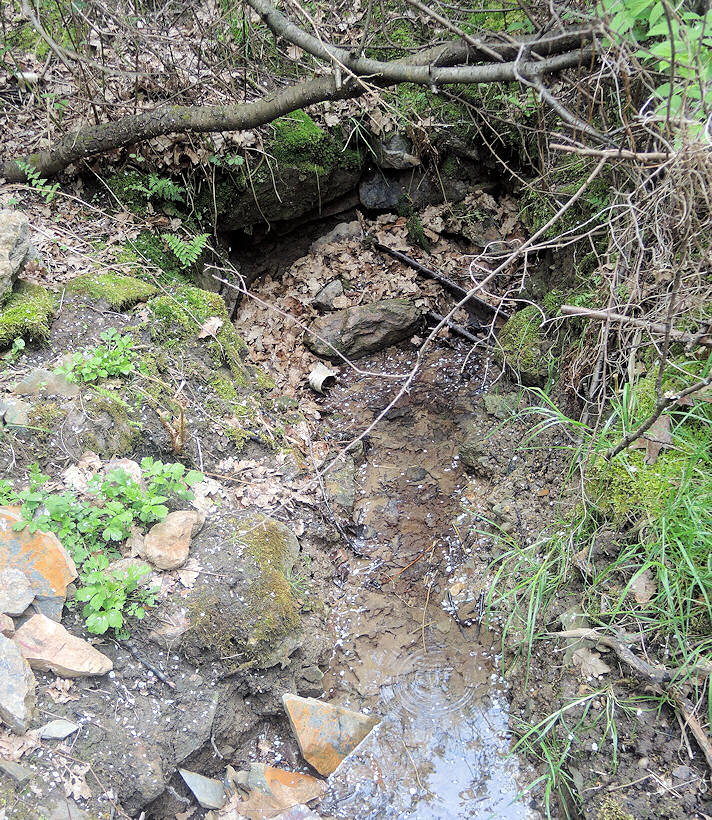 studánka Pod Kozími hřbety (9882) - červen 2015