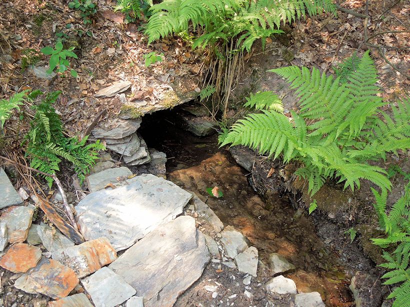 Studánka u Tažných ptáků (9956) - červenec 2015