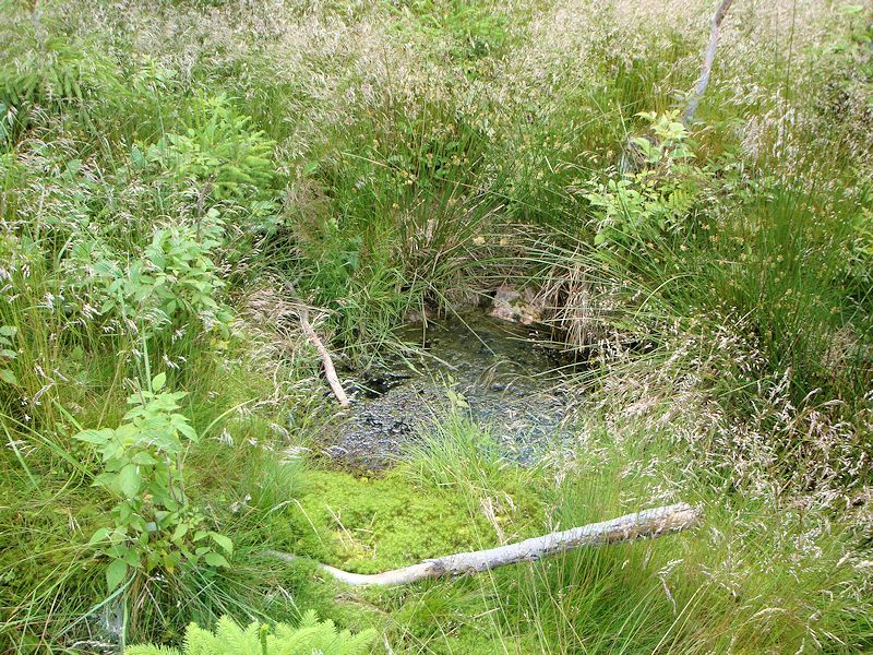 pramen Stříbrná studánka (9961) - červenec 2015