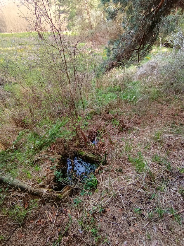 studánka Mohelnická (10526) - květen 2023