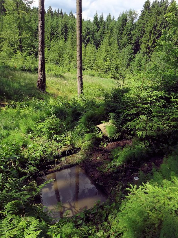studánka Lesní (10780) - červen 2016