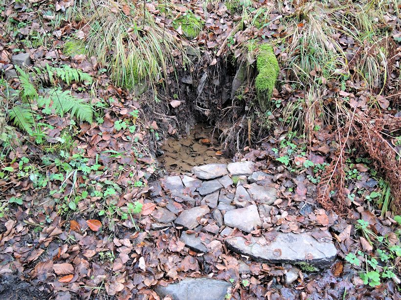 studánka U Budišovky (11075) - listopad 2016
