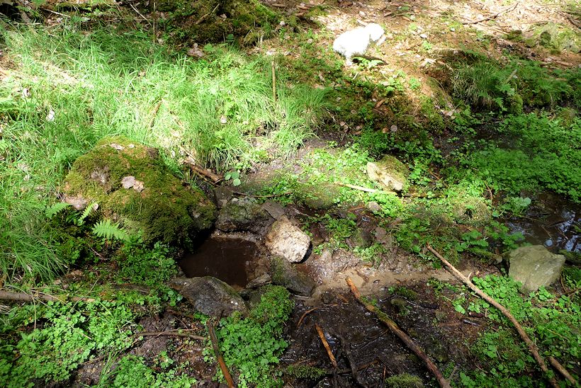 studánka Pod Spáleništěm 1 (11373) - červen 2017