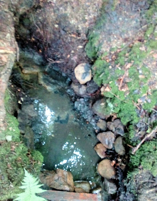 studánka Písečná (11516) - červenec 2017