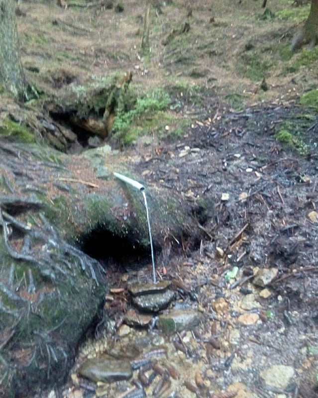 studánka V Jasení (11524) - červenec 2017