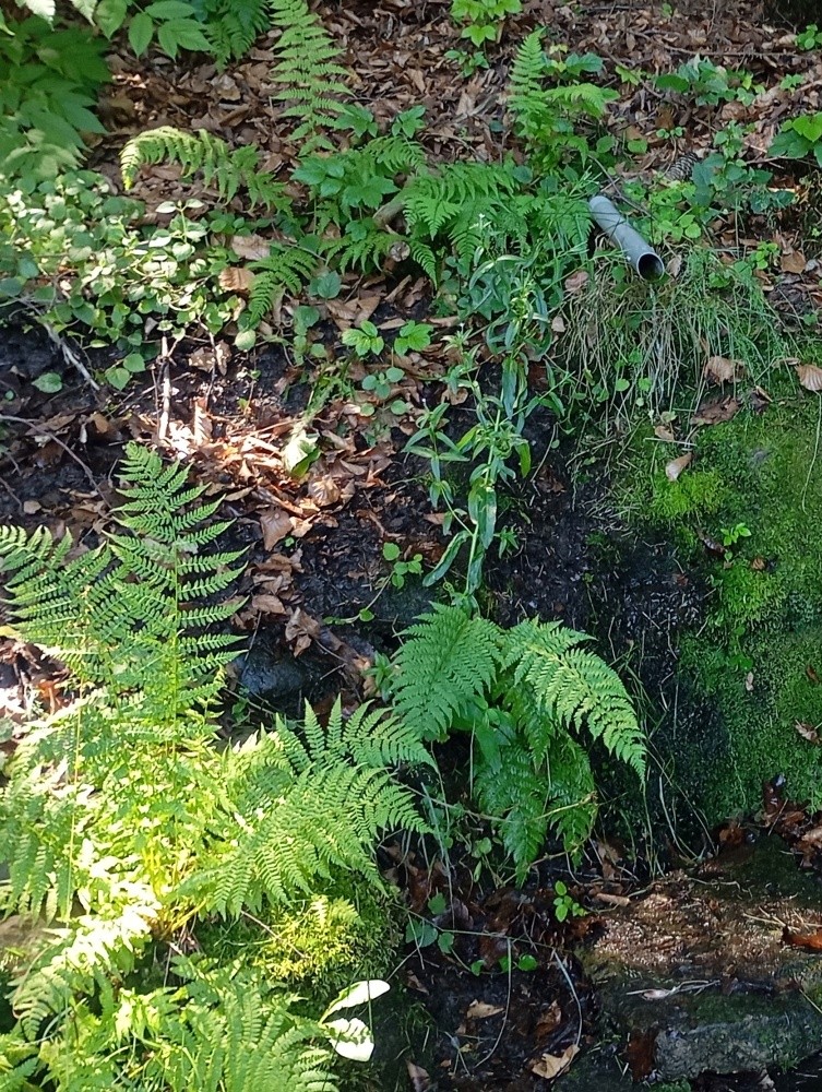 studánka U Sztoczka (11532) - červenec 2025