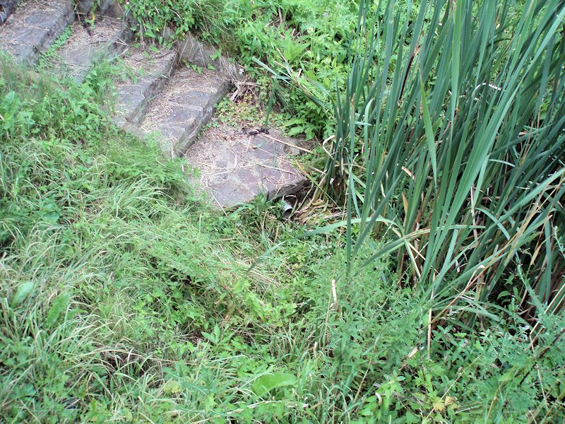 studánka Pod Hájkem (11537) - červenec 2017