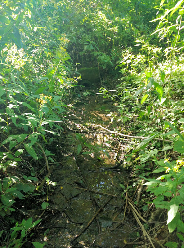 studánka V Pustinách 1 (11601) - srpen 2017