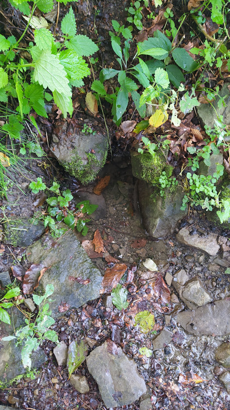 studánka V Liščí (11712) - srpen 2021